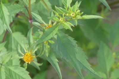 <i>Bidens</i>