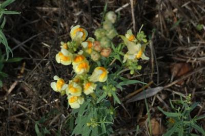 <i>Linaria vulgaris</i>