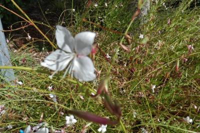 <i>Oenothera lindheimeri</i>