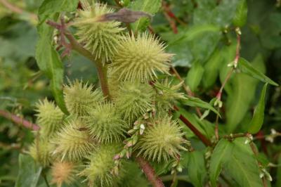 <i>Xanthium orientale</i>