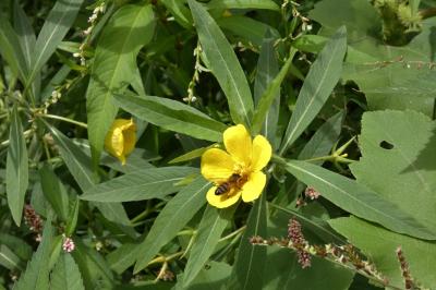 <i>Ludwigia grandiflora</i>