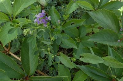 <i>Medicago sativa</i>