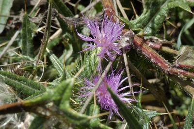 <i>Cirsium vulgare</i>