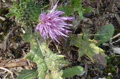 <i>Cirsium vulgare</i>