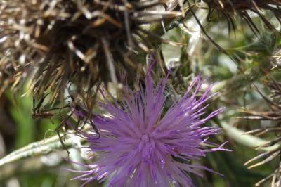 <i>Cirsium vulgare</i>