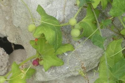 <i>Bryonia dioica</i>