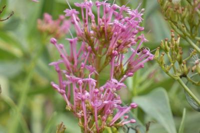 <i>Centranthus ruber</i>