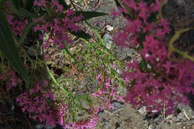 <i>Centranthus ruber</i>