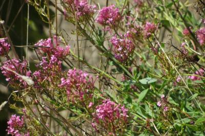 <i>Centranthus ruber</i>