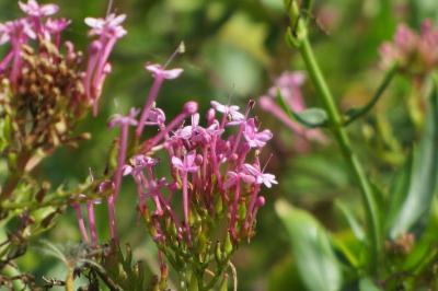 <i>Centranthus ruber</i>
