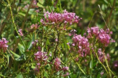 <i>Centranthus ruber</i>