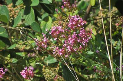 <i>Centranthus ruber</i>
