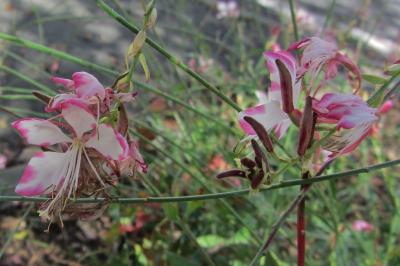 <i>Oenothera lindheimeri</i>