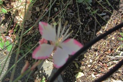 <i>Oenothera lindheimeri</i>