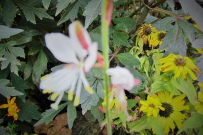 <i>Oenothera lindheimeri</i>