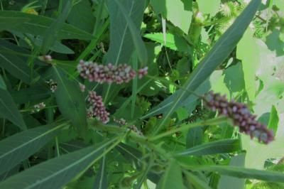 <i>Persicaria lapathifolia</i>