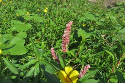 <i>Persicaria lapathifolia</i>