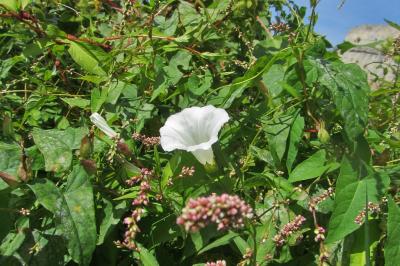 <i>Persicaria lapathifolia</i>