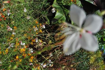 <i>Oenothera lindheimeri</i>