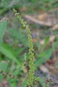 <i>Ambrosia artemisiifolia</i>