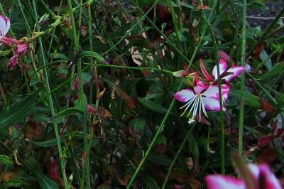 <i>Oenothera lindheimeri</i>