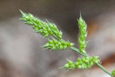 <i>Echinochloa crus-galli</i>