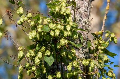 <i>Humulus lupulus</i>