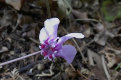 <i>Cyclamen hederifolium</i>