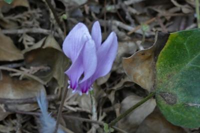 <i>Cyclamen hederifolium</i>