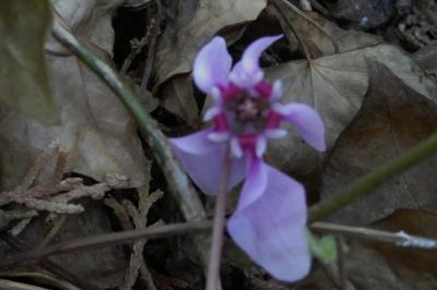 <i>Cyclamen hederifolium</i>