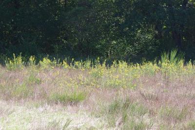 <i>Solidago virgaurea</i>