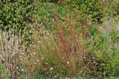 <i>Oenothera lindheimeri</i>