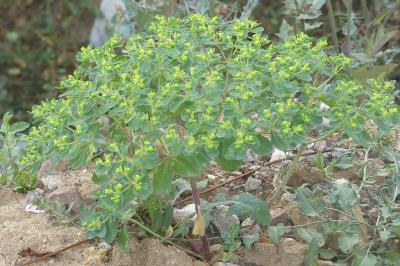 <i>Euphorbia helioscopia</i>