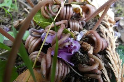 <i>Cyclamen hederifolium</i>