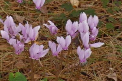 <i>Cyclamen hederifolium</i>