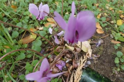 <i>Cyclamen hederifolium</i>