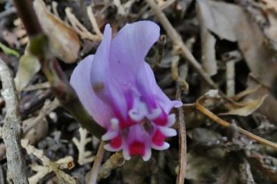 <i>Cyclamen hederifolium</i>