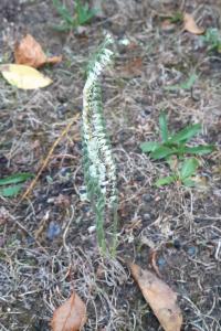 <i>Spiranthes spiralis</i>