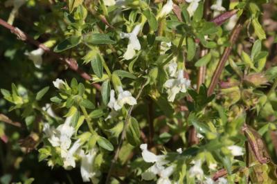 <i>Stachys annua</i>