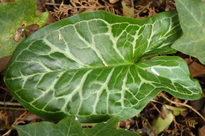 <i>Arum italicum</i>