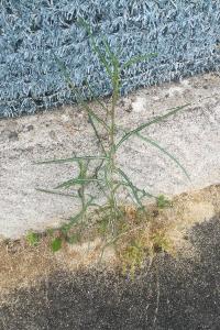<i>Lactuca saligna</i>