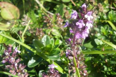 <i>Thymus</i>