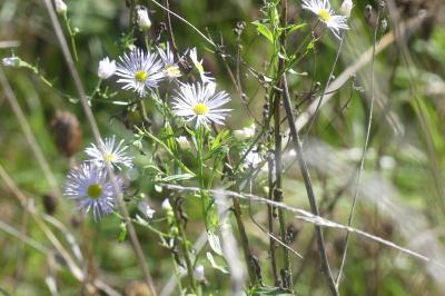 <i>Galatella sedifolia</i>