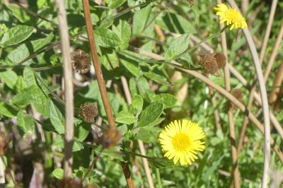 <i>Pulicaria dysenterica</i>