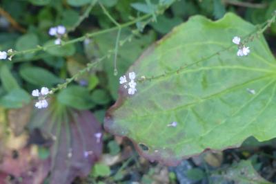 <i>Verbena officinalis</i>