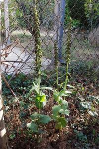 <i>Epipactis helleborine subsp. helleborine</i>