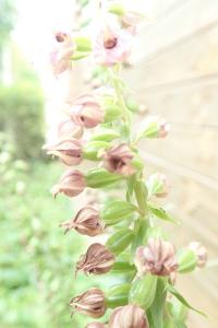 <i>Epipactis helleborine subsp. helleborine</i>