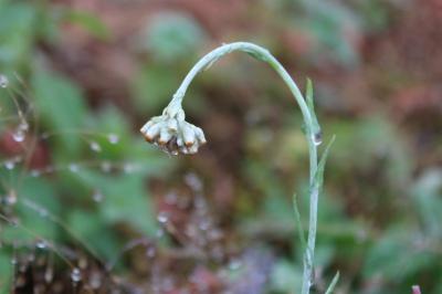 <i>Laphangium luteoalbum</i>