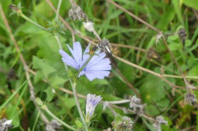 <i>Cichorium intybus</i>