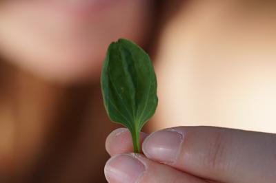 <i>Plantago major</i>